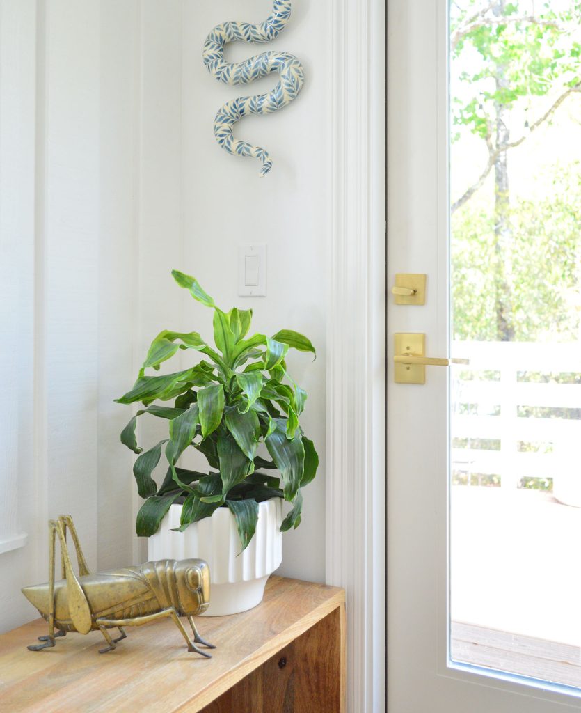 Corn Plant On Wood Bench Next To Door