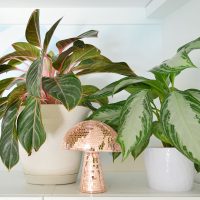 Aglaonema Plant – Complete Care Guide
